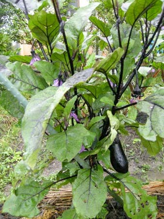 2009062202.jpg