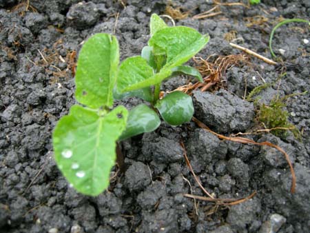 2009062206.jpg