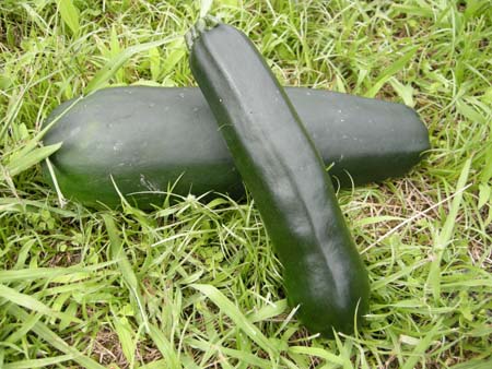2009080743.jpg
