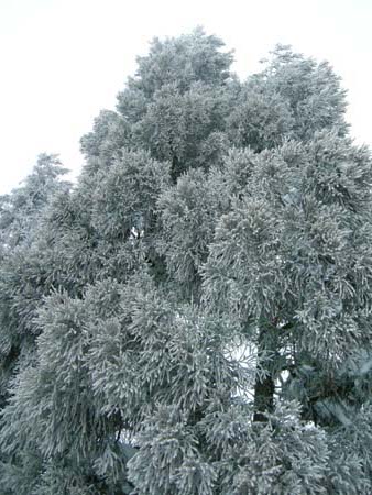 2009122903.jpg